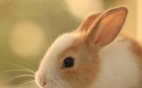 怎样快速肥育肉兔和皮兔,兔子吃什么草最有营养长得快