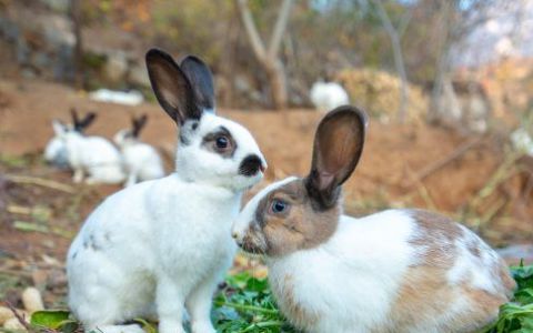 如何防治家兔外伤,家兔传染病防疫工作的基本原则有哪些