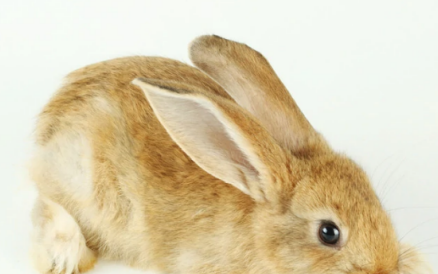 家兔常吃的有哪些,兔子可以吃什么食物