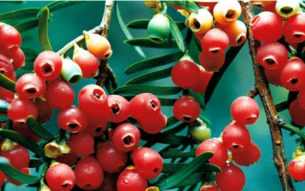 红豆杉红豆果可以吃,红豆杉的果实可以吃