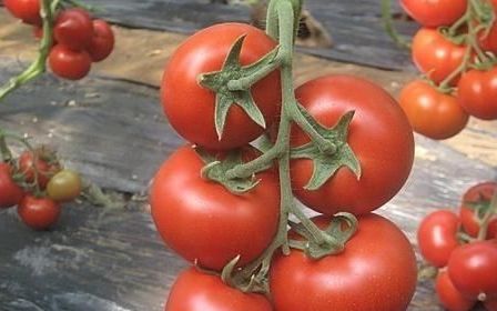 番茄底部发黑是什么原因,西红柿有点发黑还能吃