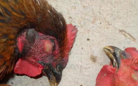 禽类传染性鼻炎流行情况如何,鸡传染性鼻炎的最好治疗方法