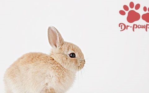 兔子染葡萄球菌后会有哪些症状,兔葡萄球菌怎么治疗