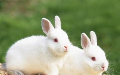 怎样给兔量体温,家养兔子多少钱一斤市场价