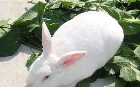 采取哪些措施能提高仔兔存活率,如何提高断乳期仔兔的成活率
