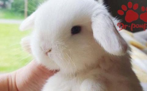 怎样对兔群进行药物预防,如何利用药物实现兔子保健功能