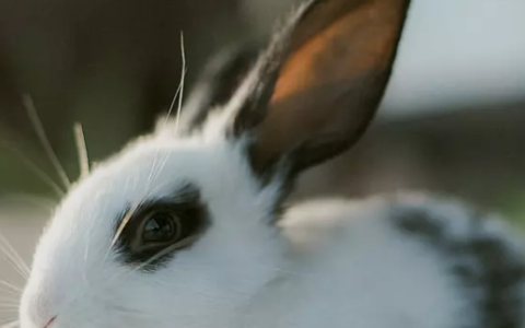 购进的良种兔为什么会越养越小,花鸟市场买来的小白兔为什么总是养不久