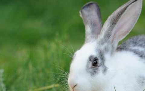 公母种兔可以使用几年,兔子怎么辨别公母图解