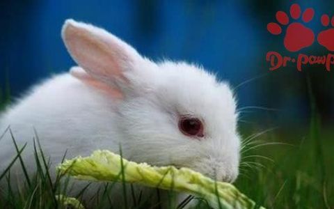 母兔给多少只仔兔喂奶最适宜,长毛兔多久能生小兔子