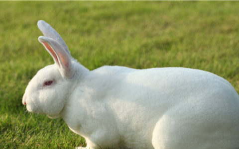用玉米喂兔要注意些什么,兔子能吃玉米粒