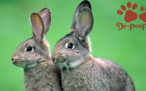 兔子什么季节配种繁殖最好,兔子几个月大就可以繁殖小兔子兔子一年产几窝