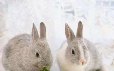 怎样知道母兔的泌乳量,怎样知道母兔的泌乳量是多少