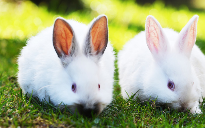 怎样预防养兔业的大敌——兔瘟,兔瘟组织灭活苗