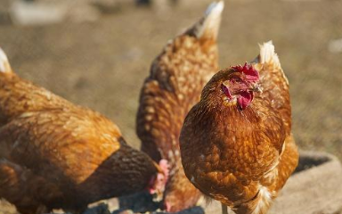 慢性型鸡霍乱病理变化如何,在蛋鸡养殖中怎样防治鸡霍乱病毒