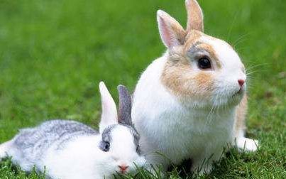 家兔为什么会患球虫病,兔子的球虫病是什么症状