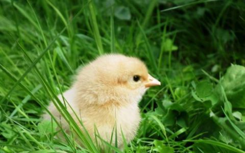 禽类喹乙醇中毒怎么预防,喹乙醇中毒是什么症状