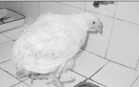 禽类大肠杆菌病关节炎及滑膜炎有什么表现,肉鸡大肠杆菌病为何难防治