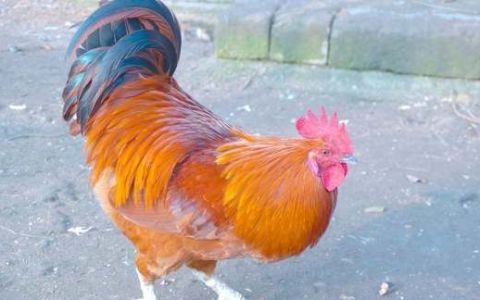禽类啄癖有哪些防治措施,雏鸡发生啄癖的原因
