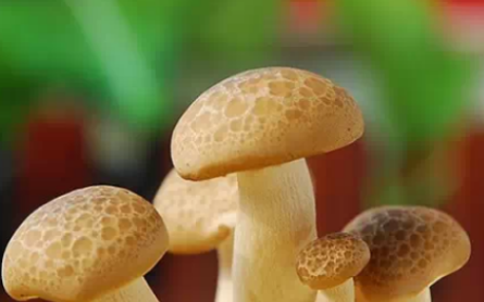 怎么判断香菇熟没熟,如何判断香菇是否熟了 判断香菇生熟的方法