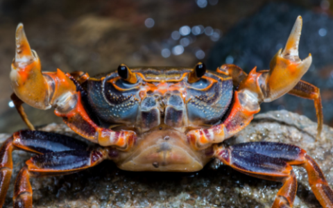 螃蟹离开水能活多久,河里的螃蟹离开水能活多久