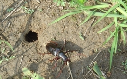 雨后水牛昆虫可以吃,农历67月份在雨后的田野里出来的一种甲虫叫什么