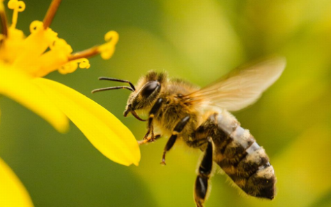 蜜蜂的特点和生活特征三年级,蜜蜂有哪些特点和生活习性