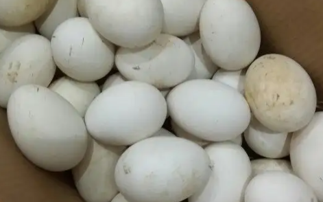 鹅蛋的热量高,鹅蛋热量多少 鹅蛋减肥可以吃了
