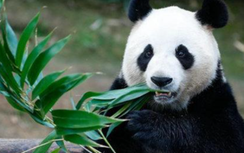 我国国宝大熊猫吃肉,大熊猫吃肉为什么吃竹子