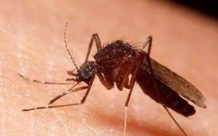 农村有很多蚊子用什么方法解决,宿舍蚊子多怎么可以驱蚊方法