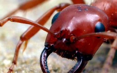 红色蚂蚁是什么蚂蚁,红色蚂蚁是什么蚂蚁还带有剧毒