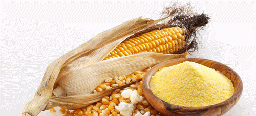 粟粉和玉米淀粉的区别,鹰粟粉和玉米淀粉的区别在哪