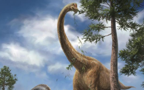 马门溪龙和腕龙的区别,恐龙有哪几种