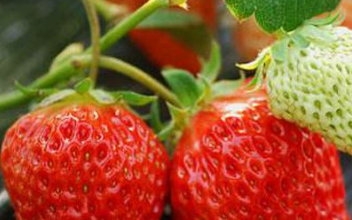 草莓花束的寓意是什么,9颗草莓花束的寓意是什么