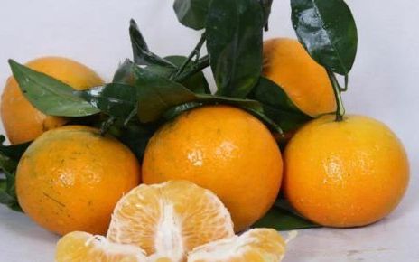 沃柑和橘子的区别是什么,沃柑和橘子的区别是什么