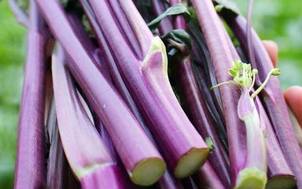 紫菜苔需要焯水,紫菜苔5种最好吃的做法窍门