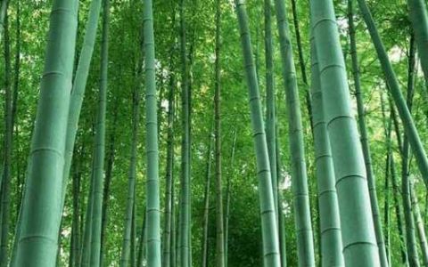 竹子代表什么象征意义,竹子在中国的寓意和象征是什么