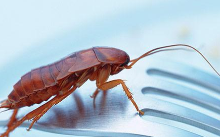 怎样防止蟑螂爬到床上来,如何让蟑螂不靠近床开灯有用