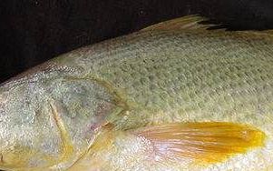 黄三鱼学名叫什么,福建舟山俗称黄三鱼的是什么鱼