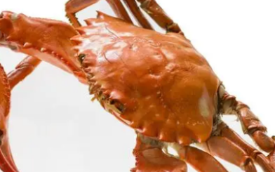 首长黄道蟹怎么吃,黄道蟹和面包蟹的区别