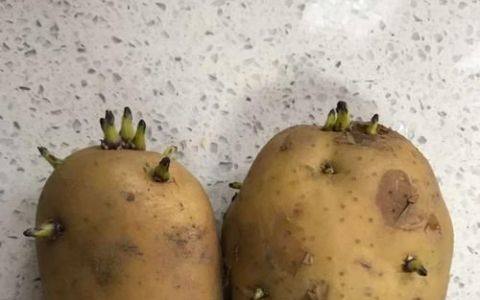 发芽土豆怎么处理,土豆发芽了还能吃怎么处理