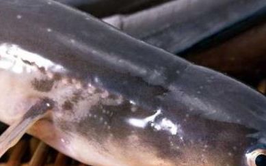 鳗鱼是发物皮肤病,鳗鱼是发物 手术后可以吃鳗鱼