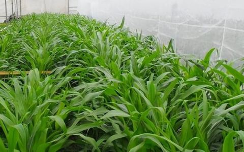 谷雨可以种玉米 谷雨种玉米可以,谷雨节气种植什么蔬菜