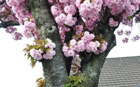 什么树春天开花 哪些树春天开花,春天开花的树有哪些