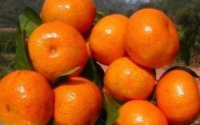橙子和西瓜一起吃会拉肚子 橙子和西瓜一起吃会不会拉肚子,橘子和西瓜能一起吃